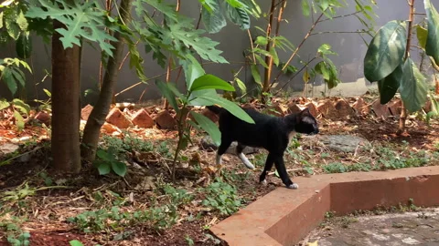 Black cat walking at the garden Video stock 252513986