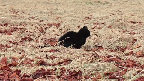 Black cat walking in garden Stock Footage 269442860