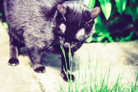 Black cat walking on the garden path near the grass lawn and bushes . Stock Photos