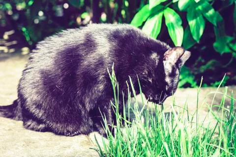Black cat walking on the garden path near the grass lawn and bushes . Stock Photos