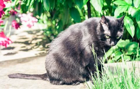 Black cat walking on the garden path near the grass lawn and bushes . Stock Photos