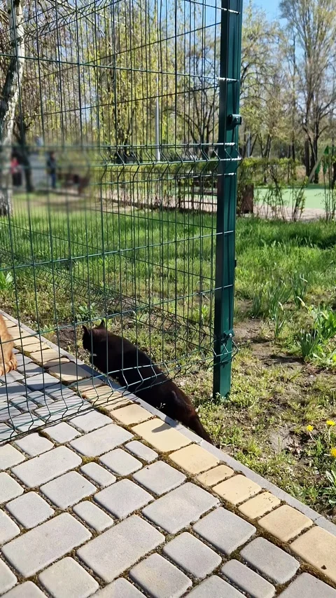 Black Cat Walking Gracefully on Paved Garden Path Towards Green Fence Stock Footage 339000201