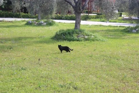 Black cat walking on grass Stock Photos