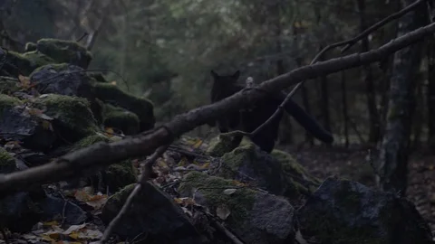 Black cat walking on mossy stones in woods 스톡 동영상 108564227