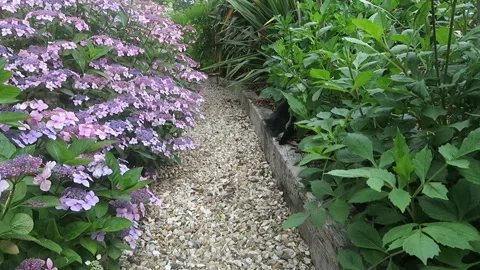 Black cat walking past hydrangeas Stock Footage 153021086
