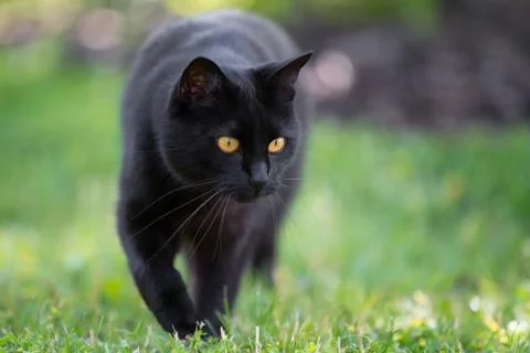 Black cat is walking. Stock Photos