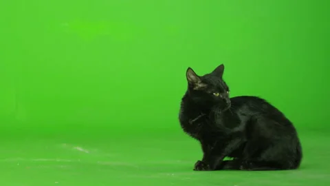 Black Cat walking , running or sitting on green screen . Slow Motion Stock Footage 132316712