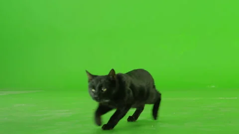 Black Cat walking , running or sitting on green screen . Slow Motion Stock Footage 132316833