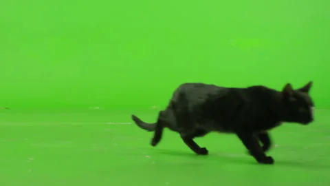 Black Cat walking , running or sitting on green screen . Slow Motion Stock Footage 132316868