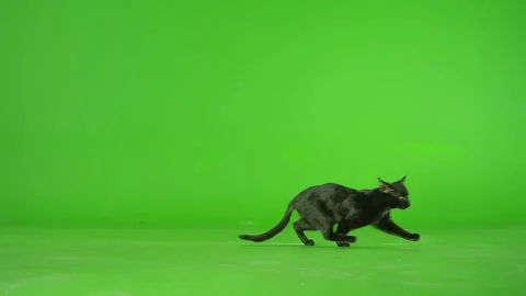 Black Cat walking , running or sitting on green screen . Slow Motion Stock Footage 132316900