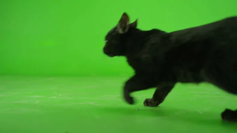 Black Cat walking , running or sitting on green screen . Slow Motion Stock Footage 132316921
