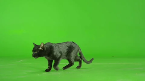 Black Cat walking , running or sitting on green screen . Slow Motion Stock Footage 132316931