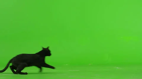 Black Cat walking , running or sitting on green screen . Slow Motion Stock Footage 132316935