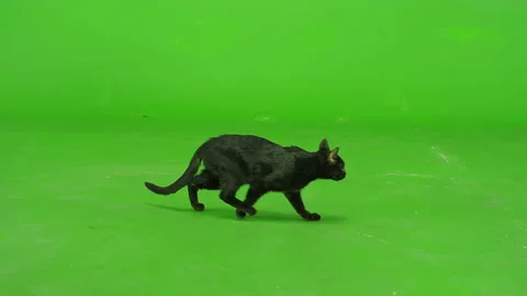 Black Cat walking , running or sitting on green screen . Slow Motion Stock Footage 132316951