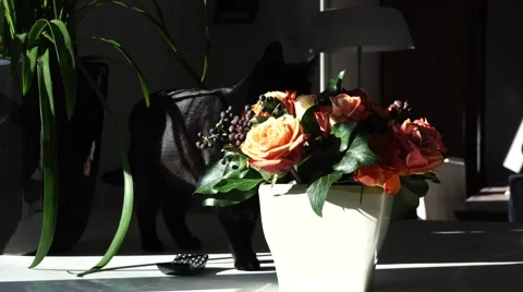 Black cat walking on the table b 스톡 동영상 47736516