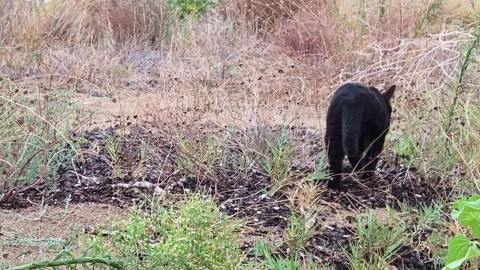 Black cat walking through dry grass and bushes, captured from a low angle in Stock Footage 345506577