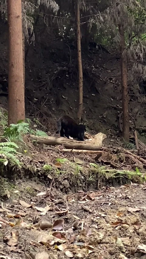 Black Cat Walking Through Forest in Kyoto Japan 4K Vertical Video 스톡 동영상 335168402