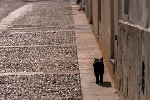 Black cat walking through the streets of the island of Tabarca Stock Photos
