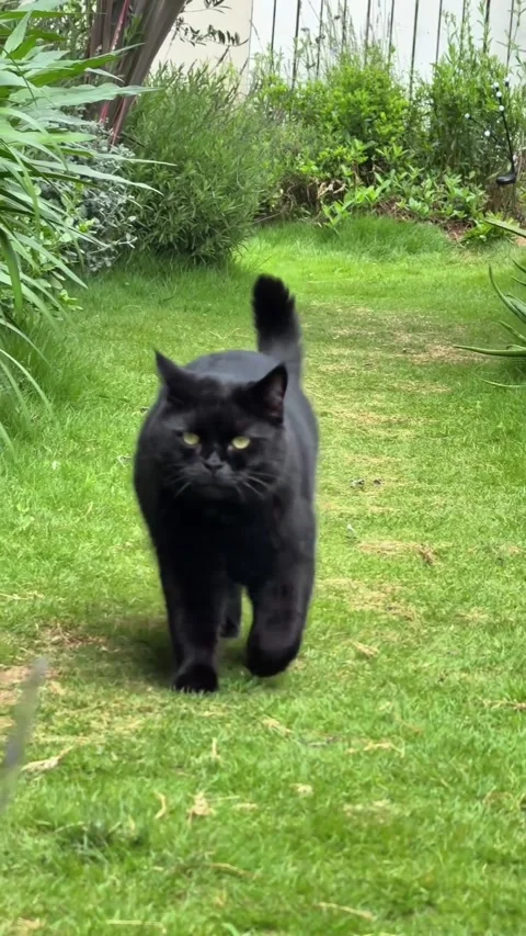 Black Cat Walking Towards Camera in Lush Garden Video stock 346637855