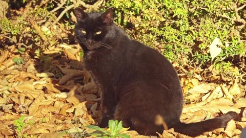 Black cat walks along fallen leaves Stock Footage 91385649