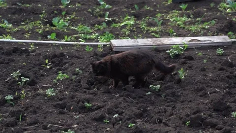 A black cat walks along a plot of land. Close-up Stock Footage 279396239
