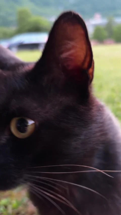 Black cat walks close to camera at a mountain campsite during summer sunset. Stock Footage 346559900