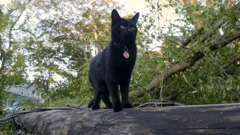 Black Cat Walks On Damaged Electricity Pole Stock Footage