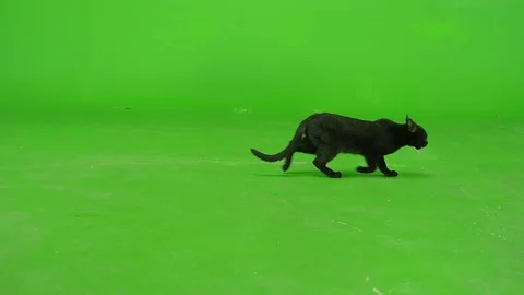 Black Cat walks on green screen. Slow Motion