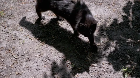 Black Cat Walks in Sunlight Stock Footage 293194969