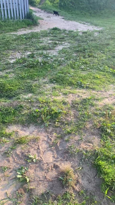 A black cat walks through a clearing. Vertical video  Stock Footage 282248347