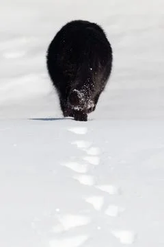 Black cat walks through deep snow, leaving distinct paw prints Stock Photos