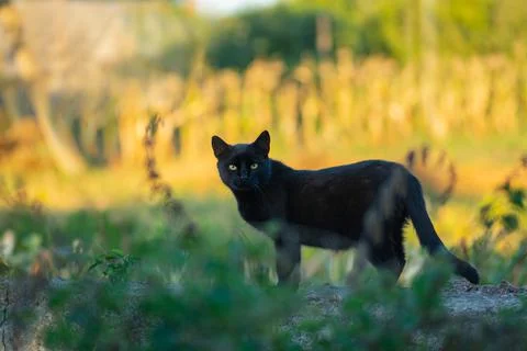 Black cat walks through a patch of flowers. Black cat smelling the flower in  Stock Photos