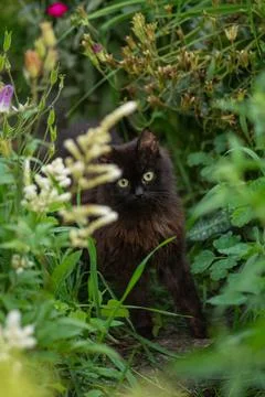 Black cat walks through a patch of flowers. Black cat smelling the flower in  Stock Photos