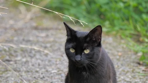 A black cat walks towards the camera Stock Footage 116485651
