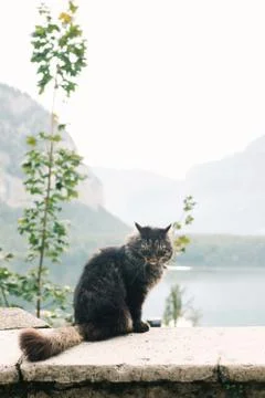 Black cat on wall Stock Photos