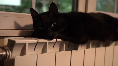 The black cat is warming at the window. Stock Footage 132632520