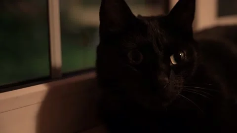 The black cat is warming at the window. Video stock 132632792
