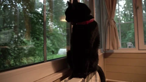 The black cat is warming at the window. Video stock 132632922