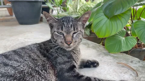 The black cat was lying on the cement floor and there were small trees. Stock Footage 151057364