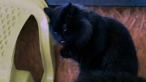 Black cat washes itself 動画素材 85909448