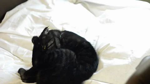 A black cat washes itself with its tongue on a white sheet. Stock-Footage 99728509