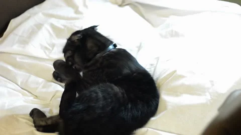 A black cat washes itself with its tongue on a white sheet. Stock Footage 99728574