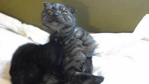 A black cat washes itself with its tongue on a white sheet. Stock-Footage 99909219