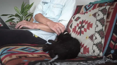 Black cat washes with paw lying on sofa with pillow by man Stock Footage 162937103