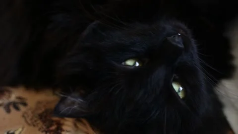 Black cat is washing. Stock Footage 164974651