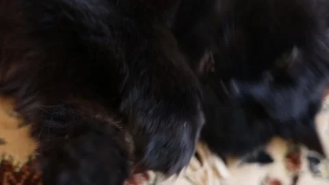 Black cat is washing. Stock Footage 164974710