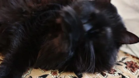Black cat is washing. Stock Footage 164974715