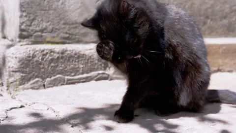 Black Cat Washing by a Wall Stock-Footage 293206228