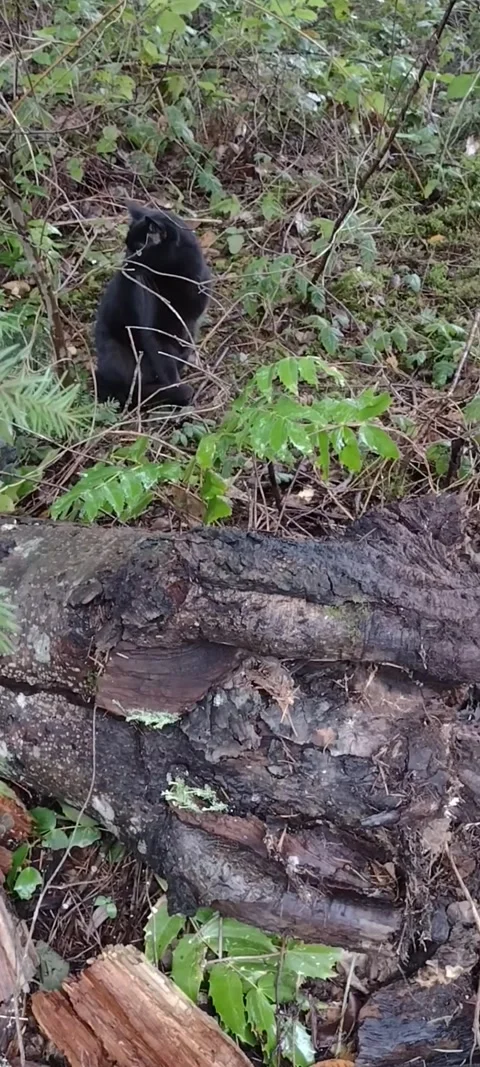 Black Cat watching and waiting in the mossy green forest Stock Footage 167983195