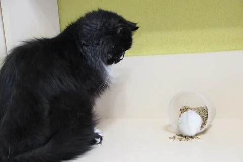 Black cat watching white dwarf hamster eating food from plastic jar Fotos Stock
